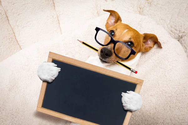 Office worker boss dog — Stock Photo, Image