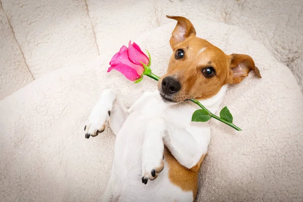 幸せなバレンタイン犬 — ストック写真