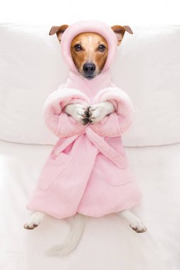 köpek spa sağlık salon 