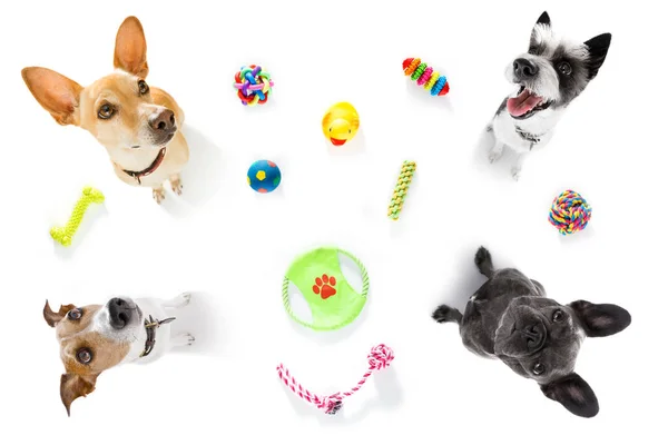 Pareja de perros con juguetes para mascotas — Foto de Stock