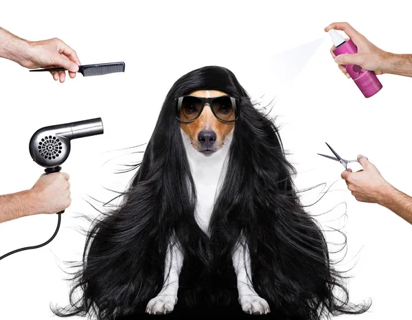 Grooming hund på frisörer — Stockfoto