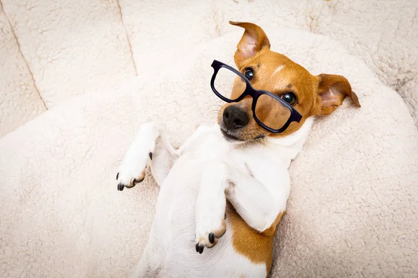 Office worker boss dog — Stock Photo, Image