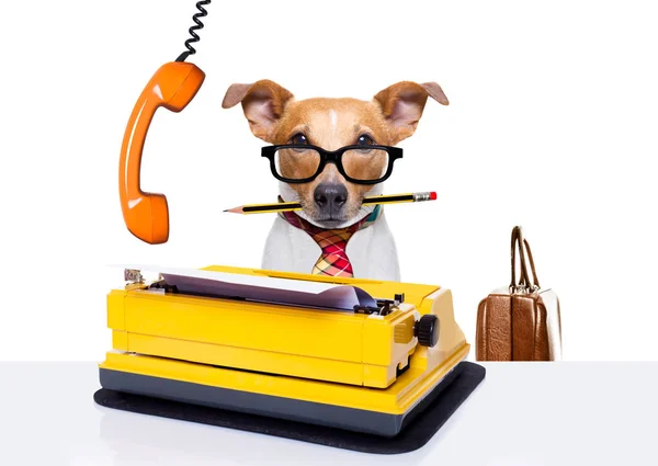 Office worker boss dog — Stock Photo, Image