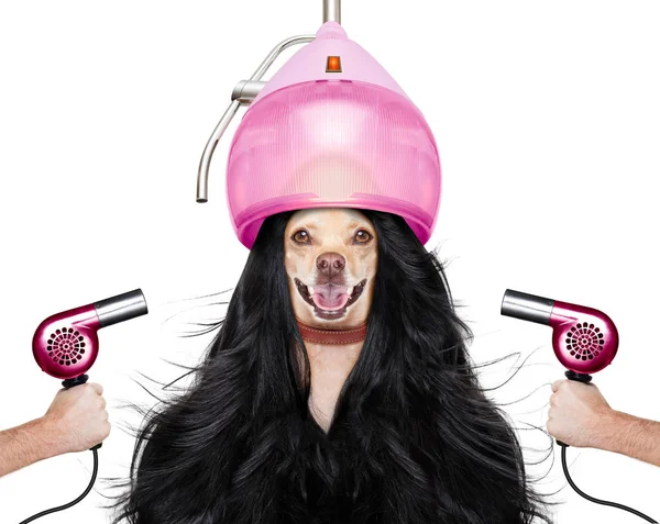 Grooming hund på frisører - Stock-foto