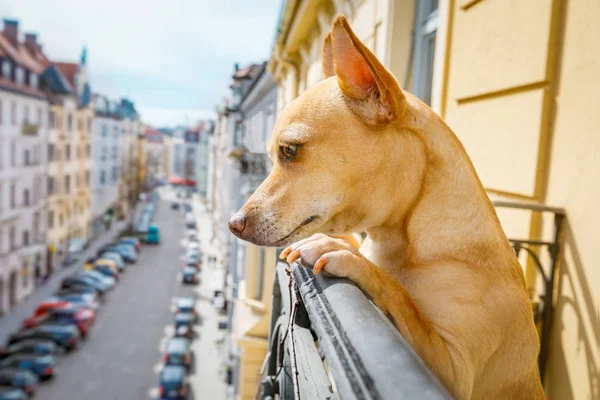 Nosy vaktande hund från balkong — Stockfoto