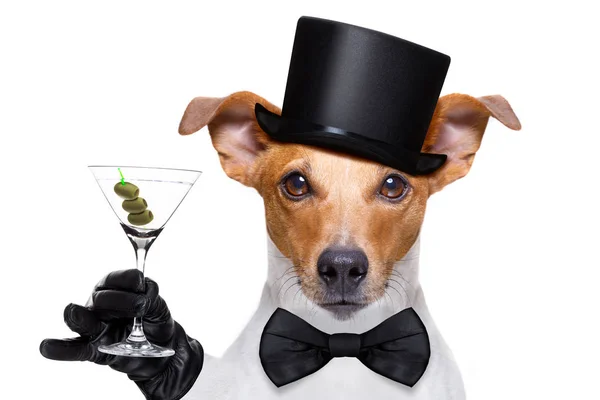 Cocktail drinking  and toasting dog Royalty Free Stock Photos