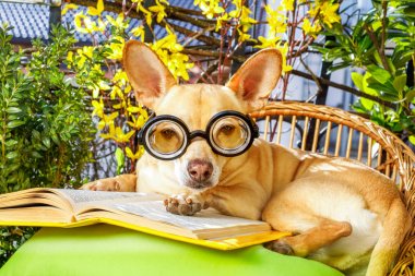 kitap okurken köpek 