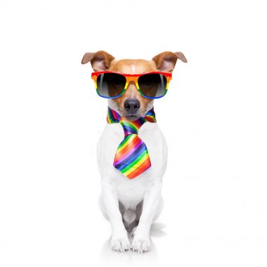 gay pride köpek 