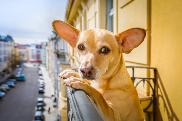 Intrometido cão de observação — Fotografia de Stock