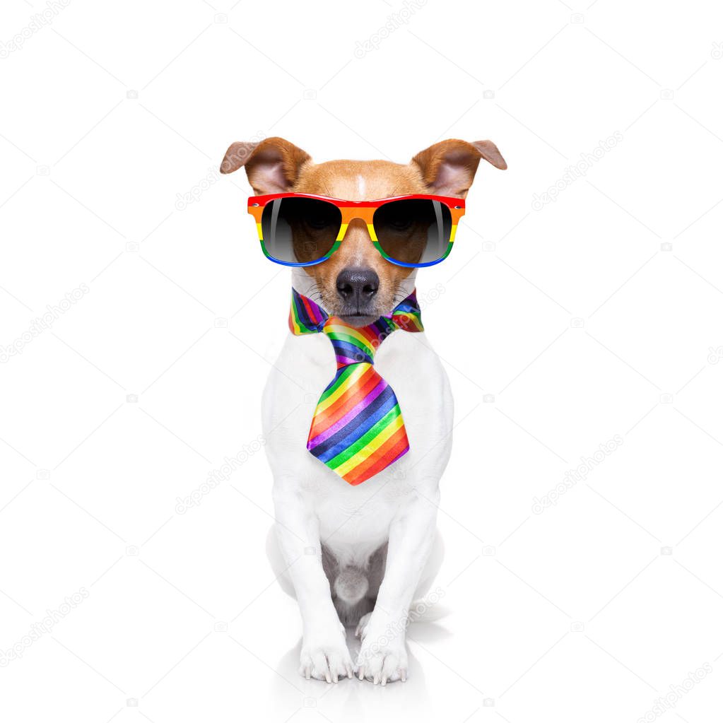 gay pride dog 