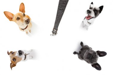 yürüyüşe bekleyen tasma köpeklerle birkaç 