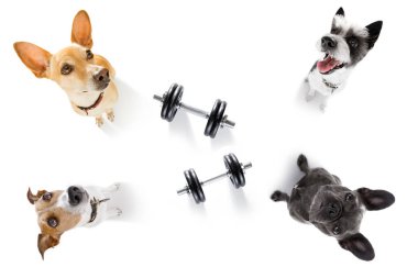 Köpekler dumbbells ile birkaç