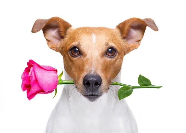 Cane di San Valentino con rosa — Foto Stock