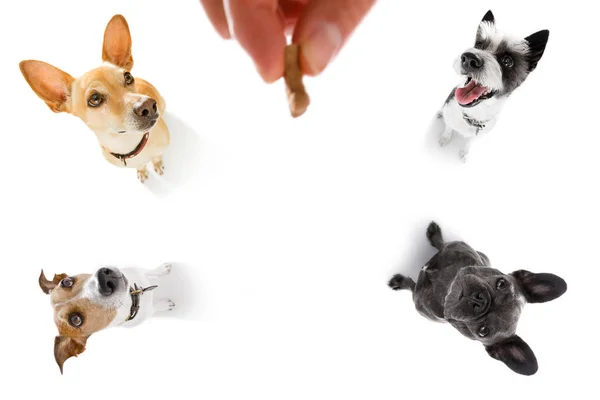 Léčbě psů s majitelem — Stock fotografie