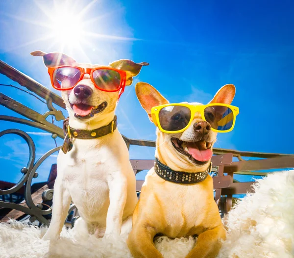 Cães de verão varanda — Fotografia de Stock