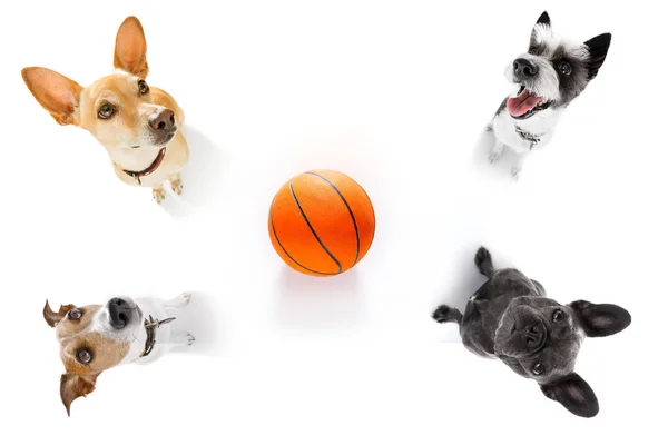 Basket och grupp av hundar — Stockfoto