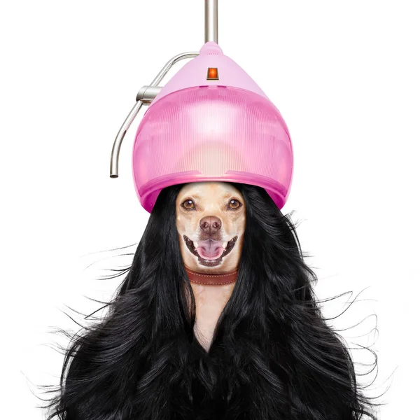 美容美发师的狗 — 图库照片