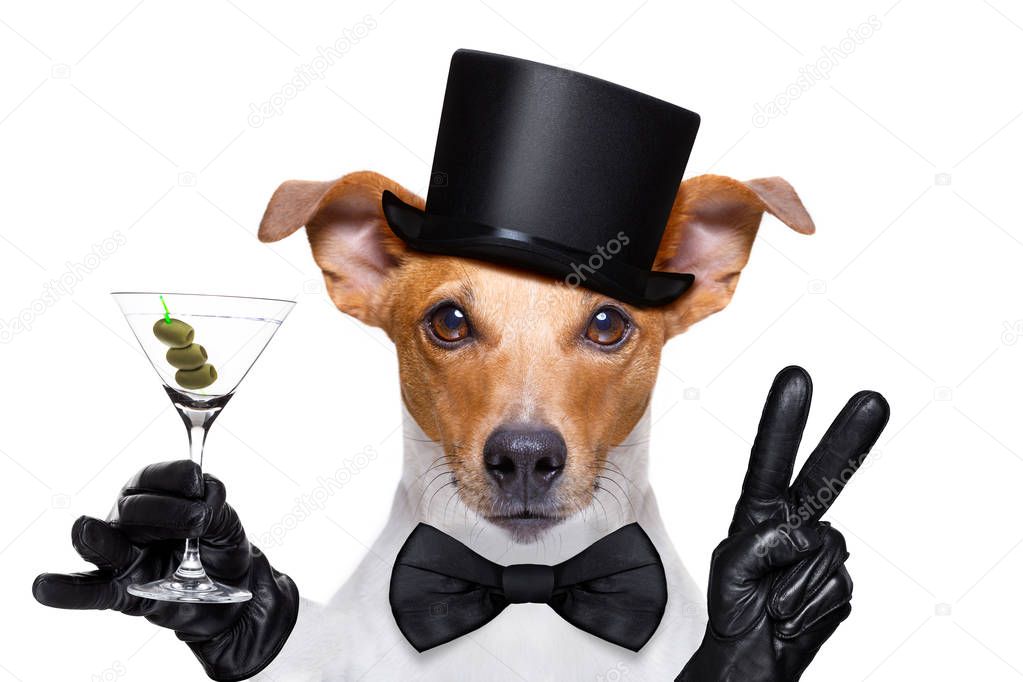 cocktail drinking  dog