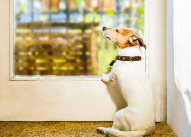 jack russell köpek sıcak güneşin tadını ya da dinlenme, evde, güneş banyosu sırasında tek olan sakin ve sessiz