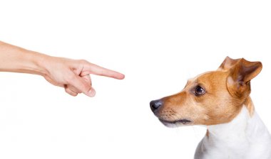 jack russell, terreir dog  being punished by owner for very bad behavior , with finger pointing at dog clipart