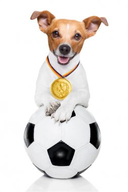 Futbol jack russell beyaz arka plan ve Alman bayrağı izole deri topuyla oynayan köpek