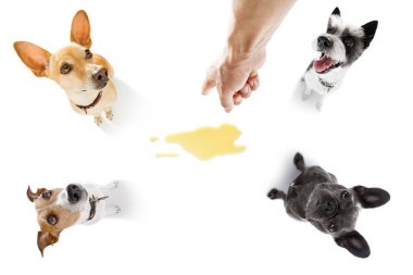 Köpekler işedikleri ya da işedikleri için cezalandırılıyor. Sahibi tarafından, beyaz arka planda izole edilmiş.