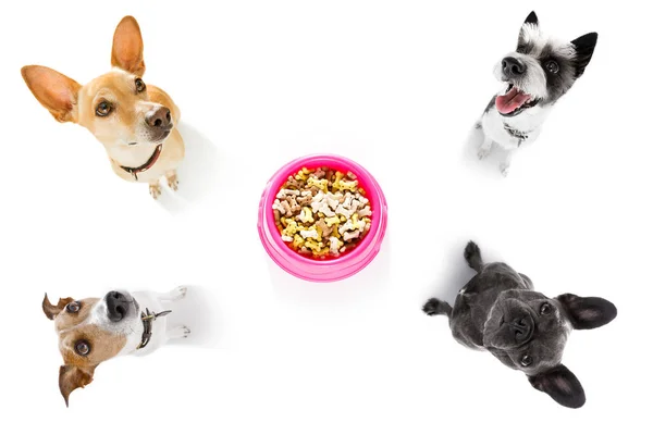 Casal Faminto Cães Atrás Tigela Comida Fundo Branco Isolado Casa — Fotografia de Stock