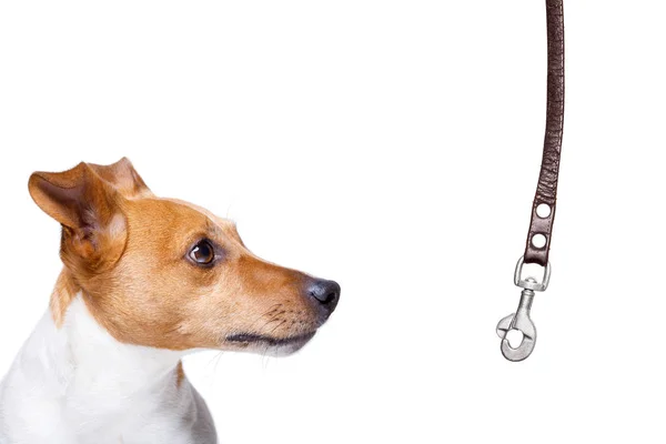 Dog Waiting Owner Play Walk Leash Isolated White Background — Stock Photo, Image