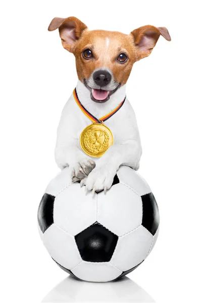 足球杰克罗素狗玩皮革球 孤立的白色背景和德国国旗 — 图库照片