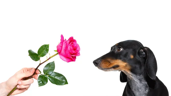 バレンタインに彼の所有者と恋のピンクの赤いバラとダックスフント犬 — ストック写真