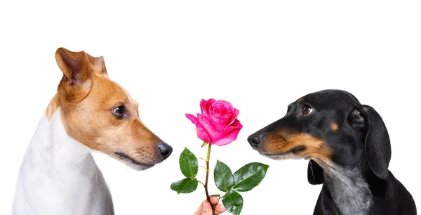 2匹の犬が恋をし 目を見て 情熱を持って ピンクの赤いバラが真ん中に立ち 白い背景に隔離されました — ストック写真