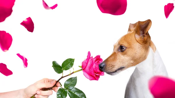 Jack Russell Perro Oliendo Una Rosa Roja Rosa Enamorado Dueño — Foto de Stock