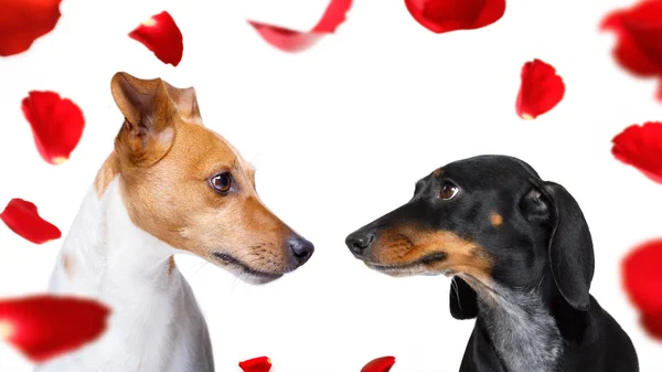 Aantal Honden Liefde Kijken Elkaar Ogen Met Passie Geïsoleerd Witte — Stockfoto