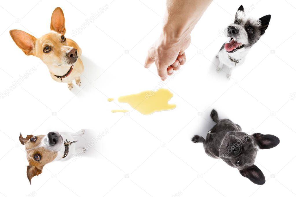 couple of dogs being punished for urinate or pee  at home by his owner, isolated on white background