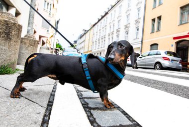 Köpek ve sahibinin tasması karşıdan karşıya geçiyor. 