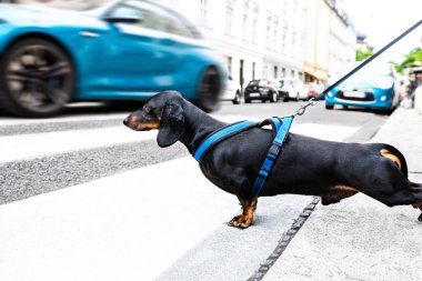 Köpek ve sahibinin tasması karşıdan karşıya geçiyor. 