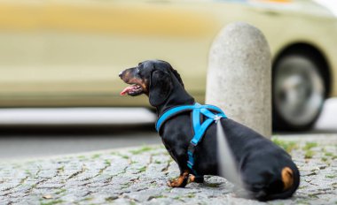 Köpek ve sahibinin tasması karşıdan karşıya geçiyor. 