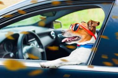 köpek araba direksiyon