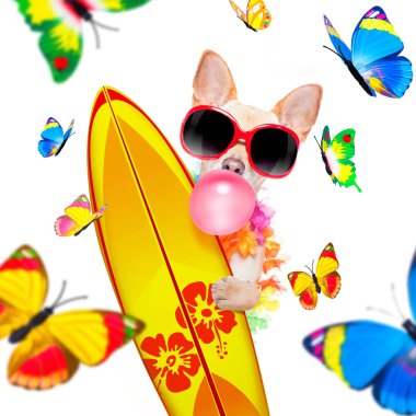 Yaz tatili sörfçü köpek 