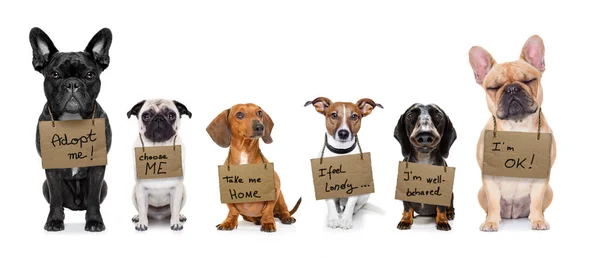 Fila de perros sin hogar para adoptar — Foto de Stock