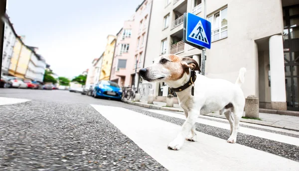 Cão e proprietário com trela cruzando rua — Fotografia de Stock