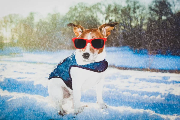 Frysa isiga hunden i snön — Stockfoto