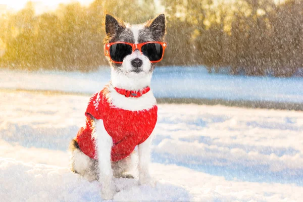 Frysa isiga hunden i snön — Stockfoto