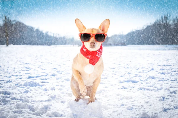 Invriezen van ijskoude hond in sneeuw — Stockfoto