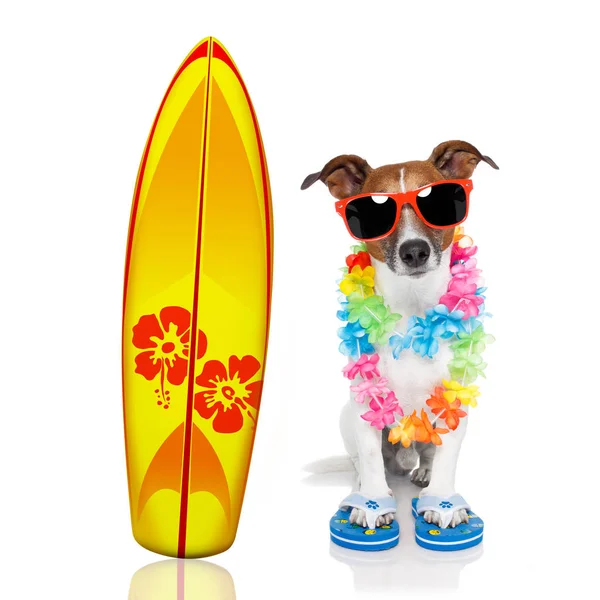 Verão paraíso férias surfista cão — Fotografia de Stock