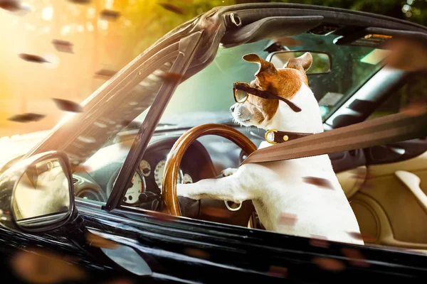 Permis de conduire de chien conduire une voiture — Photo