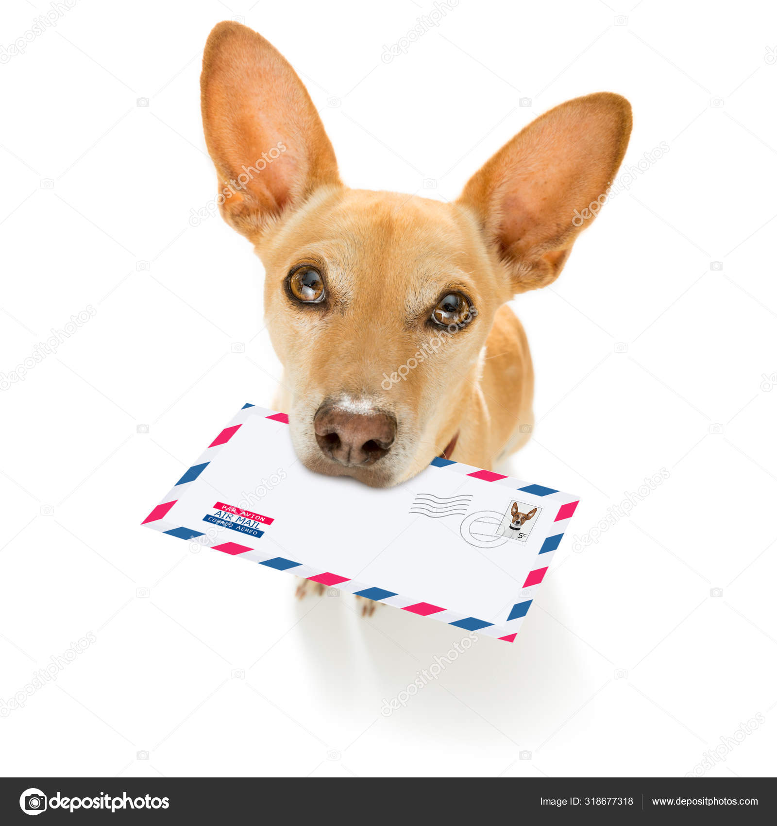 Can You Mail A Dog