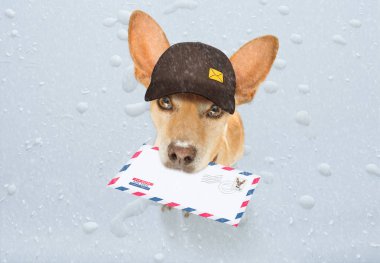 Köpek postası, postacı. 
