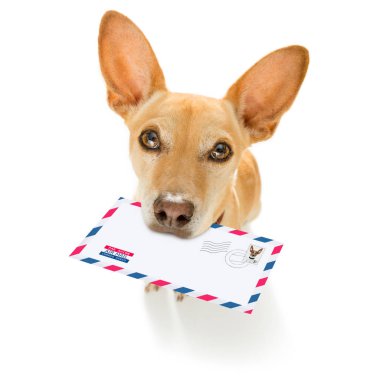 Köpek postası, postacı. 