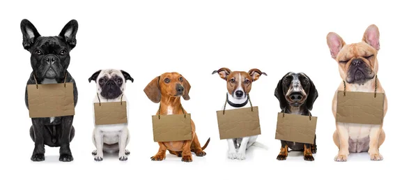 Fila sem-teto de cães para adotar — Fotografia de Stock